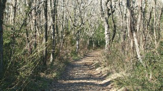 Chemin forestier qui traverse le bois de la Rouvière - JPEG - 41.9 ko